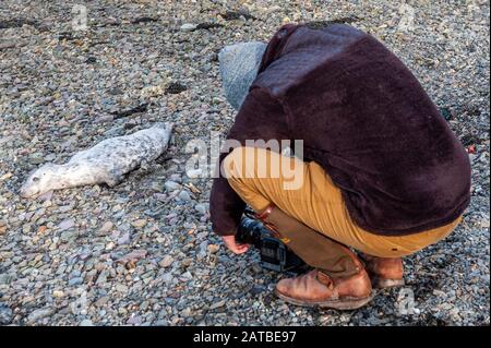 Bantry, West Cork, Irlanda. 1st Feb, 2020. Un punto morto del Sigillo del Porto Pup è stato avvistato oggi sulla spiaggia di Bantry. Il cucciolo era morto solo poche ore e non aveva alcun danno al suo corpo. Un produttore di film della "Bantry Bay Protect Our Native Kelp Campaign" lo ha girato per scopi di registrazione. Il ritrovamento è stato segnalato al gruppo irlandese di balene e delfini. Credito: Andy Gibson/Alamy Live News Foto Stock