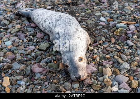 Bantry, West Cork, Irlanda. 1st Feb, 2020. Un punto morto del Sigillo del Porto Pup è stato avvistato oggi sulla spiaggia di Bantry. Il cucciolo era morto solo poche ore e non aveva alcun danno al suo corpo. Il ritrovamento è stato segnalato al gruppo irlandese di balene e delfini. Credito: Andy Gibson/Alamy Live News Foto Stock