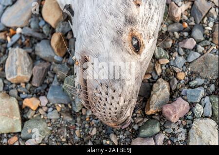 Bantry, West Cork, Irlanda. 1st Feb, 2020. Un punto morto del Sigillo del Porto Pup è stato avvistato oggi sulla spiaggia di Bantry. Il cucciolo era morto solo poche ore e non aveva alcun danno al suo corpo. Il ritrovamento è stato segnalato al gruppo irlandese di balene e delfini. Credito: Andy Gibson/Alamy Live News Foto Stock