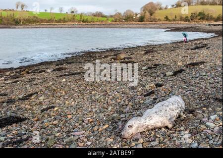 Bantry, West Cork, Irlanda. 1st Feb, 2020. Un punto morto del Sigillo del Porto Pup è stato avvistato oggi sulla spiaggia di Bantry. Il cucciolo era morto solo poche ore e non aveva alcun danno al suo corpo. Il ritrovamento è stato segnalato al gruppo irlandese di balene e delfini. Credito: Andy Gibson/Alamy Live News Foto Stock