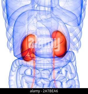 Organi interni umani apparato urinario Anatomia rendering 3d Foto Stock