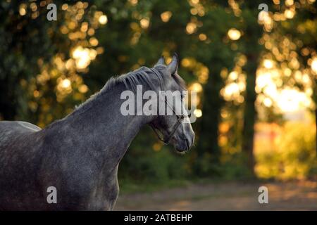 Puro cavallo spagnolo o PRE, ritratto contro autunno sera natura sfondo Foto Stock