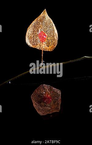 Il frutto di Physalis wintery sul ramo con le foglie splendidamente striate specchiate in acqua nera Foto Stock