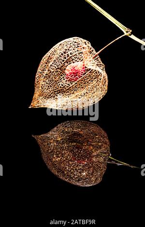 Il frutto di Physalis wintery sul ramo con le foglie splendidamente striate specchiate in acqua nera Foto Stock