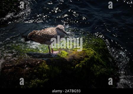 Seagull che si erge su vivaci rocce verdi mossy vicino al mare Foto Stock