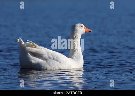 Un'oca bianca domestica che nuotano su un lago in inverno Foto Stock