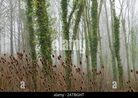 Ivy tronchi di alberi ricoperti in foggy boscoso, Firle, Sussex, Inghilterra, Regno Unito, Europa Foto Stock