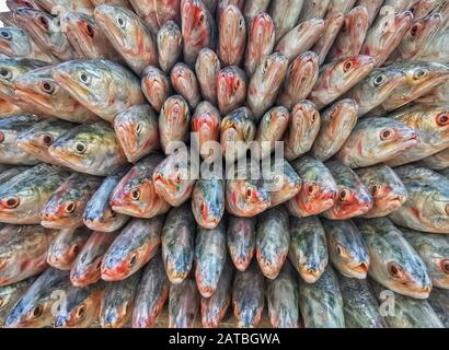 I lavoratori trasportano una grande quantità di pesci Hilsa a Fisheryghat a Chittagong, in Bangladesh. Foto Stock