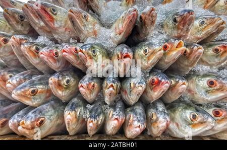 I lavoratori trasportano una grande quantità di pesci Hilsa a Fisheryghat a Chittagong, in Bangladesh. Foto Stock