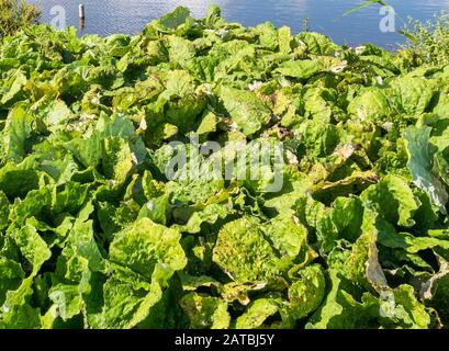 Butterbur, Petasites hybridus, piante che crescono sul paludoso di Marker Wadden, Paesi Bassi Foto Stock