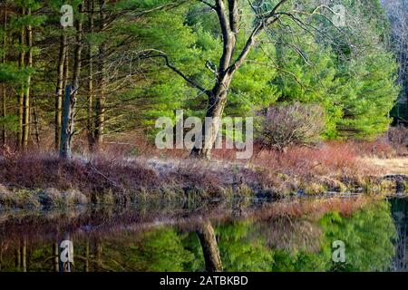 East Branch Wallenpaupack Creek Presso Promised Land State Park, Pennsylvania, Stati Uniti Foto Stock