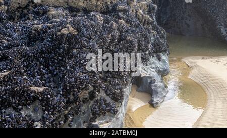 Cozze sulle rocce di Carnewas e Bedruthan Passi nord Cornish costa tra Padstow Foto Stock