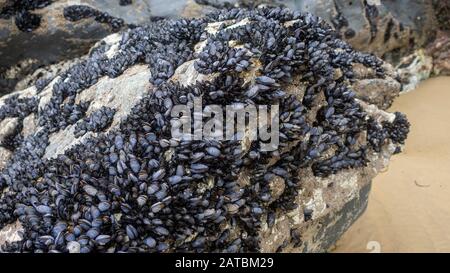 Cozze sulle rocce di Carnewas e Bedruthan Passi nord Cornish costa tra Padstow Foto Stock