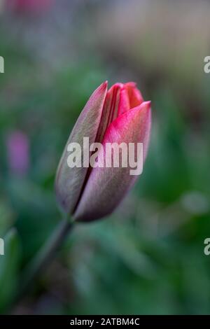 tulipano singolo, fiore ancora chiuso, di fronte a sfondo sfocato Foto Stock