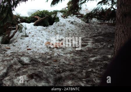 uno scoiattolo attraversa la neve fino alla sua casa. Scoiattolo nel giardino botanico. Foto Stock