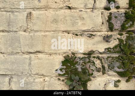 un muro di mattoni dipinti di giallo con crescente muschio closeup Foto Stock