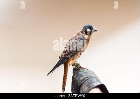 Kestrel Salvato Foto Stock