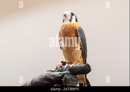 Kestrel Salvato Foto Stock