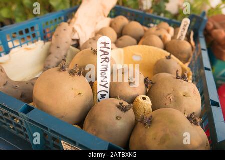 Seme potatoHarmony stabilito per chitting in preparazione per la crescita nel giardino dopo l'ultimo rischio di gelo è passato Foto Stock