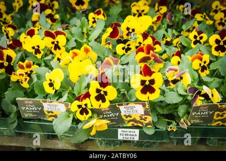 Una selezione di pansies biancheria da letto e viola piante in vendita in un giardino inglese centro Foto Stock