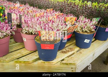 Una selezione di piante di Hebe sempreverde in vaso in vendita in un giardino inglese centro Foto Stock