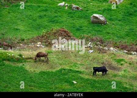 Verde paesaggio aereo con cavalli al pascolo nel Parco Nazionale Huascarán Perù Foto Stock