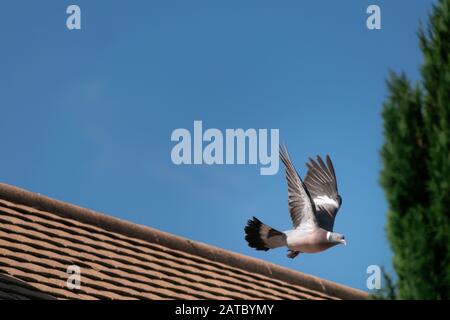 Un piccione vola su un tetto in una calda giornata estiva con cieli blu Foto Stock