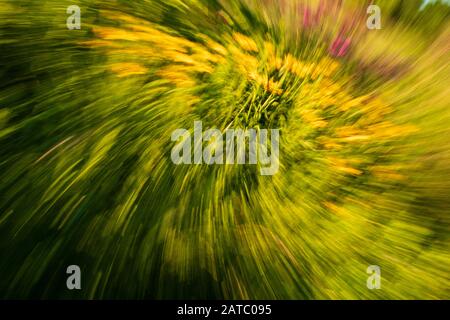 Riassunto dei fiori d'estate viola e giallo in fiore Foto Stock