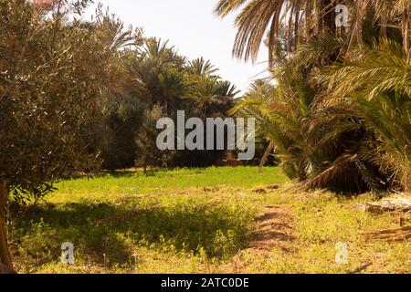 Un campo con erba medica nell'oasi di Tighmert nel sud del marocco. Foto Stock