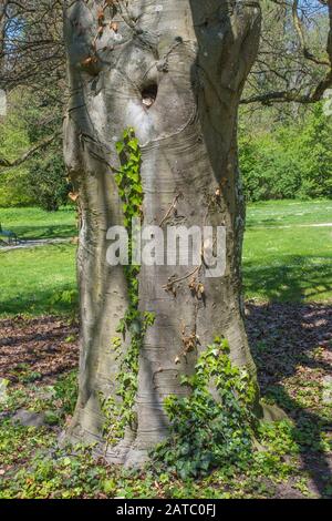 Baum Im Stadtpark Schwäbisch Hall • Baden-Württemberg, Deutschland Foto Stock