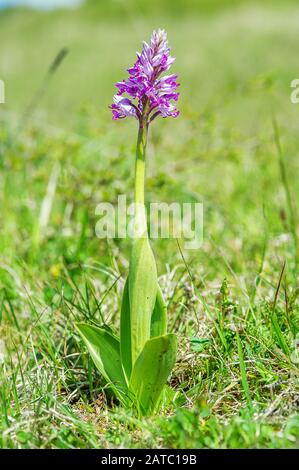Helmknabenkraut (Orchis militaris) Orchidea militare • Baden-Württemberg, Deutschland Foto Stock