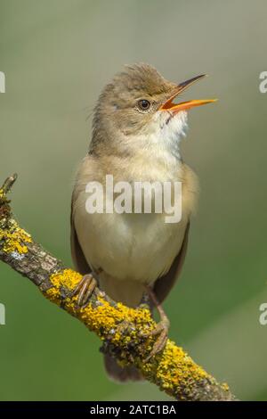 Sumpfrohrsänger (Acrocephalus Palustris) Marsh Warbler • Bayern, Deutschland Foto Stock