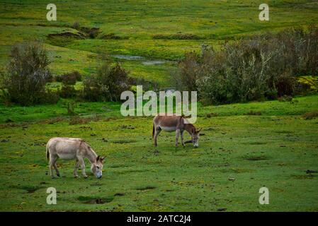 Paesaggio verde con cavalli al pascolo nel Parco Nazionale Huascarán Perù Foto Stock