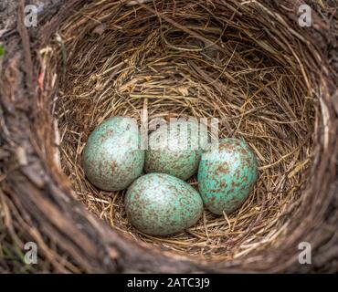 Blackbird (Tardus merula), nido di uccelli neri con quattro uova in una scatola di fiori con piante di geranio Foto Stock