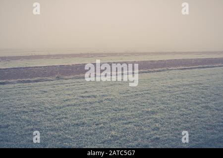 paesaggio di campi coperti di gelo in un giorno nebbia durante la stagione invernale Foto Stock