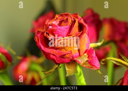 Appassiti bouquet di rose Foto Stock