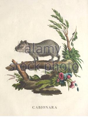 Capybara, illustrazione di colore vintage dal 1771 Foto Stock