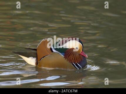 Mandarin Duck, Aix galericulata, nuoto maschile singolo adulto. Slimbridge WWT, Gloucestershire, Regno Unito Foto Stock