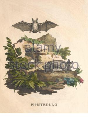 Pipistrelle Bat, illustrazione a colori vintage dal 1771 Foto Stock