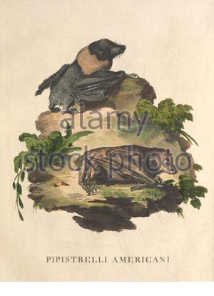 Pipistrelle Bat, illustrazione a colori vintage dal 1771 Foto Stock