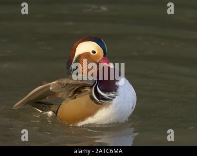 Mandarin Duck, Aix galericulata, singole ali adulti di chiappatura maschile dopo il bagno. Slimbridge WWT, Gloucestershire, Regno Unito Foto Stock