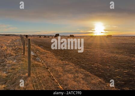 Bestiame che pascolano in un campo all'alba vicino Airdrie, Alberta, Canada Foto Stock