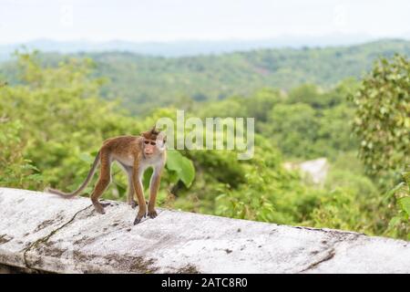 La scimmia corre lungo il muro dell'antico tempio buddista di roccia a Mulkrigala, Sri Lanka Foto Stock