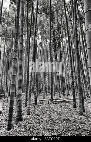 Piante di bambù bianco nero ad alto contrasto nella zona di Bamboo Grove Arashiyama della città di Kyoto, Giappone. Popolare parco naturale. Foto Stock
