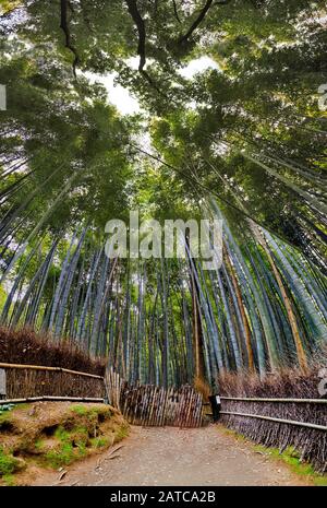 Parco boschetto di bamboo nell'area di Kyoto Arashiyama - panorama verticale dal livello del terreno del percorso a piedi alle corone degli alberi che chiudono in alto. Foto Stock