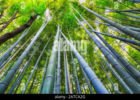 Germogli verdi di piante di bambù in boschetto di bambù della città di Kyoto, Giappone. Vista dal basso verso l'alto lungo i lunghi tappi rettilinei con le corone delle foglie in alto. Foto Stock