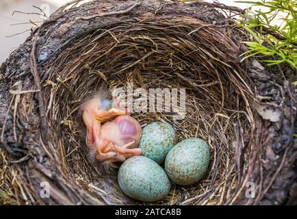 Neonato uccello nero nel nido. Giovane uccello neonato e uova nel nido - Turdus merula. Blackbird Comune Foto Stock