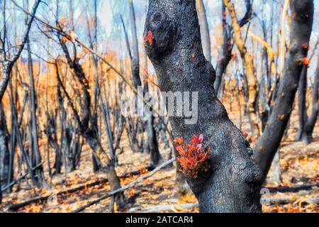 La foresta di alberi di gomma bruciata dopo i fush severi nelle montagne blu australiane con i nuovi germogli di nuova vita. Foto Stock