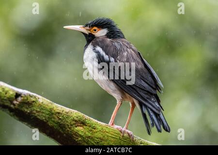 Pied Myna uccello su un ramo nella pioggia, Indonesia Foto Stock