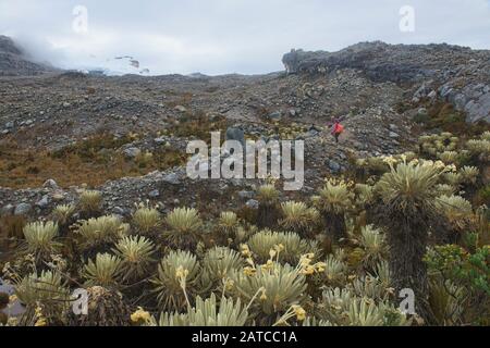 Trekking tra i ferraejones in alta quota páramo, Parco Nazionale El Cocuy, Boyaca, Colombia Foto Stock